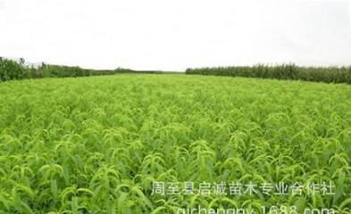 果樹苗 優(yōu)質(zhì)突圍桃苗 陜西桃苗 適應(yīng)性強 有機中晚熟桃苗