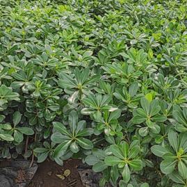 陜西咸陽楊陵區黃楊苗、黃刺梅種苗、金森女貞杯苗、石楠苗、海桐苗張澤民種植基地_地址_產地貨源