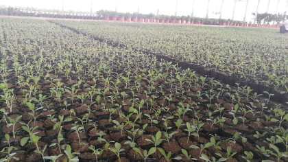 陜西柳葉馬鞭草種苗杯苗容器苗供應