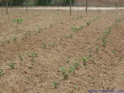陜西楊凌紅薯種苗 紅薯種子價格 高產脫毒紅薯種子種苗批發價圖片9