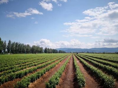 陜西省果業中心