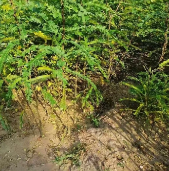 陜西皂角苗種苗價(jià)格