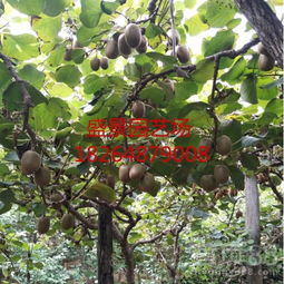 【陜西龍藏紅獼猴桃樹苗園藝場(chǎng)】- 