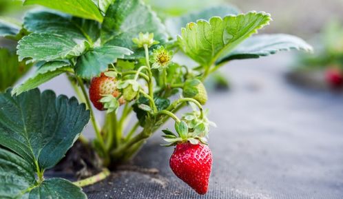 近日,日本已禁止出口1975個(gè)作物種苗,我們靠日本種苗不行了