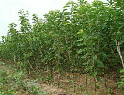 【美早苗批發(fā)】美早苗 價(jià)格9元/株 100株起批