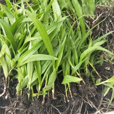 [白芨種苗批發(fā)]陜西商洛山陽縣白芨種苗 0.90元/棵白芨種苗 _ 一畝田