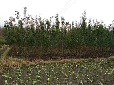 四川成都蜂糖李子苗種植技術(shù),四川成都蜂糖李子苗那里好
