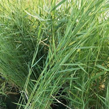 陜西正宗蘆葦出售