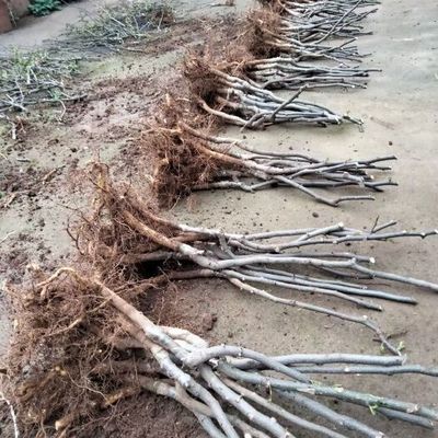 陜西蔬菜種苗陜西蔬菜種苗供應(yīng)_陜西蔬菜種苗價格