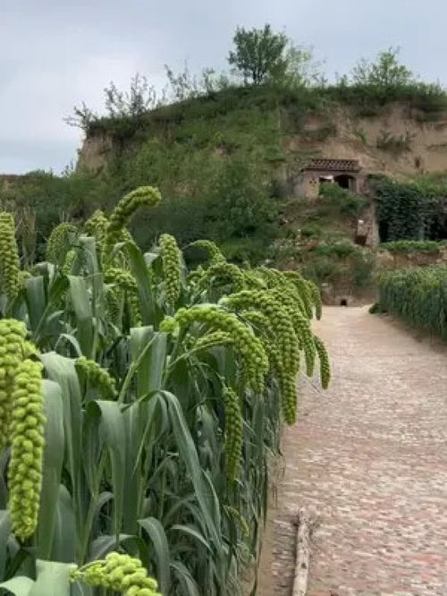 時(shí)間過的很快,一晃又一秋 陜北小米 谷子 三農(nóng) 優(yōu)質(zhì)農(nóng)產(chǎn)品