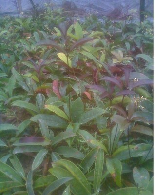 陜西苗木基地-供應陜西桂花樹苗|桂花樹苗價格|出售桂花樹苗 -陜西厚樸苗價格|陜西櫻桃苗價格|陜西獼猴桃苗 產品展示(陜西苗木基地、陜西種苗供應商、陜西苗木批發)-金泉網