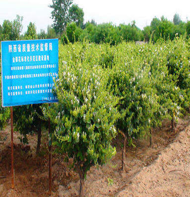 「喬木」陜西金花3號(hào)育苗基地金銀花種苗供應(yīng)