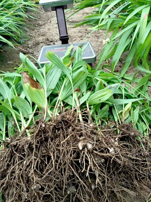 [白芨種苗批發(fā)]陜西商洛山陽(yáng)縣白芨種苗 0.06元/棵純紫花白芨 _ 一畝田