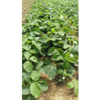 【陜西綠色草莓苗品種培育基地,甜查理草莓種苗價(jià)格,牛奶草莓價(jià)格圖片】陜西綠色草莓苗品種培育基地,甜查理草莓種苗價(jià)格,牛奶草莓價(jià)格 - 泰安開(kāi)發(fā)區(qū)惠民園藝中心