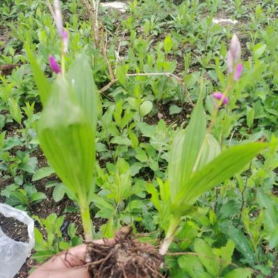 [白芨種苗批發(fā)]陜西商洛商州區(qū)白芨種苗 0.50元/棵自產(chǎn)自銷(xiāo), _ 一畝田