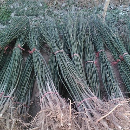 甘孜州無(wú)刺嫁接花椒樹(shù)苗種植方法,韓城獅子頭花椒苗成活率