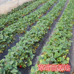 麻陽縣 艷麗草莓種苗價格 新聞草莓苗價格
