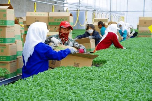 2020年度和潤農(nóng)業(yè)種子公司種苗廠春季茬口種苗生產(chǎn)優(yōu)秀員工表彰大會(huì)隆重召開