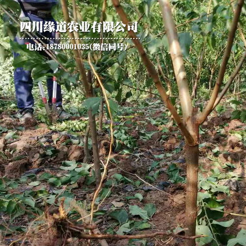 【湖北鳳凰李子苗育苗技術(shù)湖北鳳凰李子苗今年價(jià)格】- 