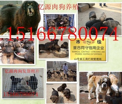 陜西榆林附近地區(qū)那有賣(mài)肉狗的嗎榆林哪里能買(mǎi)到肉狗狗崽種苗產(chǎn)品的資料 - 山東機(jī)電網(wǎng)
