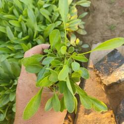 陜西金雞菊種苗價格