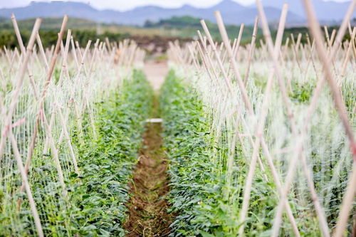 海南網(wǎng)媒行 解鎖三亞市崖州冬季瓜菜品牌的 秘密武器