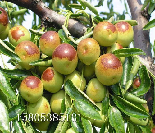 棗樹苗在陜西寶雞什么價格沾化冬棗樹苗提供種植技術