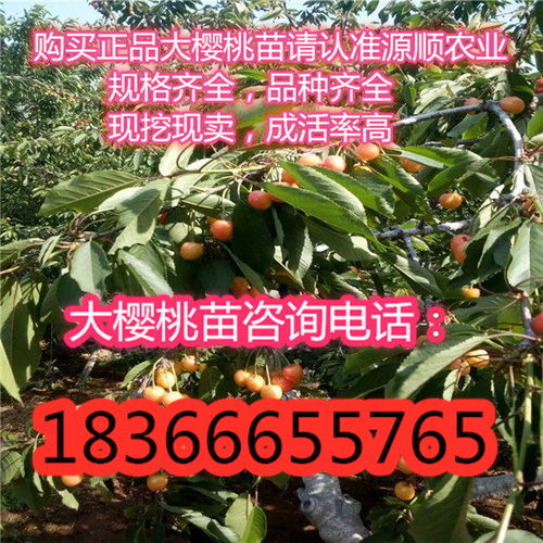 青海省齊早櫻桃樹苗多少錢