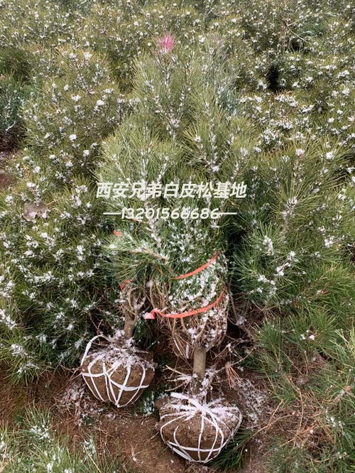 有收白皮松樹苗的嗎 銅川