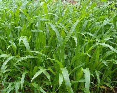 【供應青海墨西哥玉米種子價格】價格,廠家,其他種子、種苗-搜了網