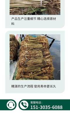 陜西蘆葦苗種植施工 延安市盆栽蘆葦種苗銷售