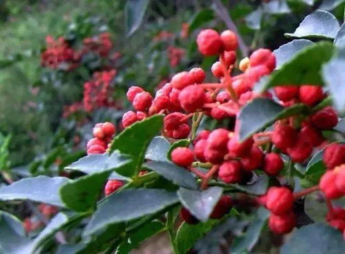 陜西10條線路入選全國鄉村旅游學習體驗線路