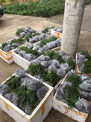 [白芨種苗批發]陜西漢中漢臺區白芨種苗 0.60元/棵白芨種苗基 _ 一畝田