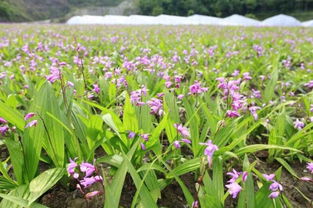秦巴山區瀕危藥材研究所在陜掛牌