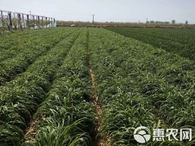 陜西大荔沙苑黃花菜種苗 產地直銷