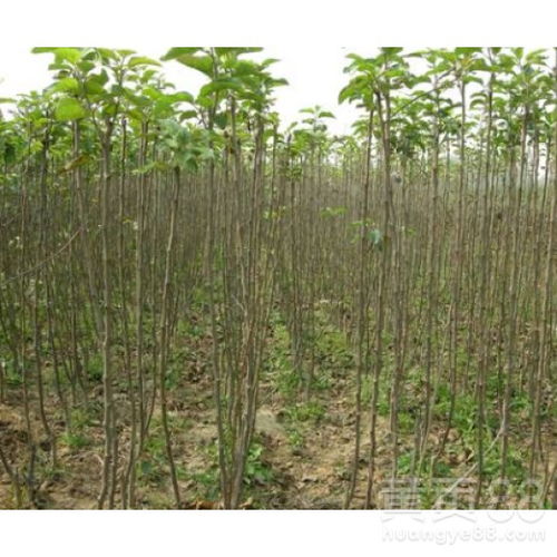 【陜西核桃樹苗價格實惠品種齊全】- 