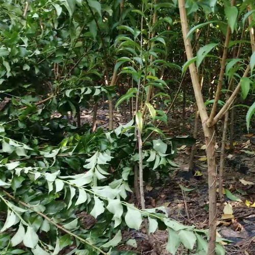 【陜西渭南蜂糖李苗每日報價,陜西渭南蜂糖李苗批發】-