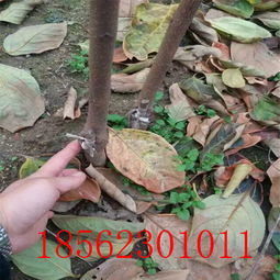 【陜西黑柿子樹苗供貨商】- 