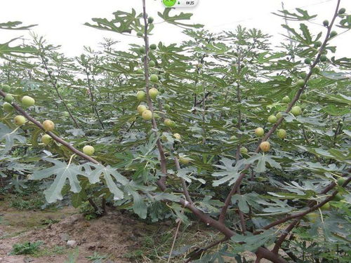 陜西安康波姬紅無花果樹苗哪能買到