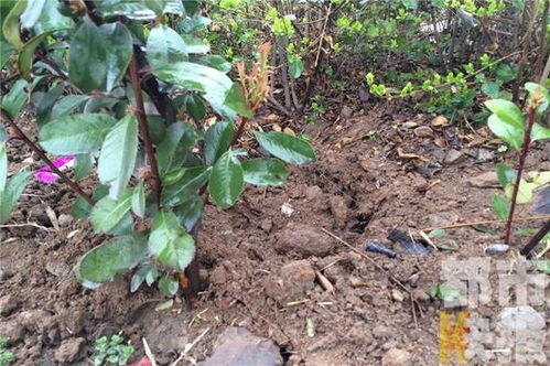 樹苗栽進綠化帶被盜挖44棵 一夜損失七八千