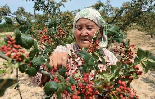 全國哪的花椒最正宗 經(jīng)過對(duì)比,這5個(gè)地方名氣最大,有你家鄉(xiāng)嗎