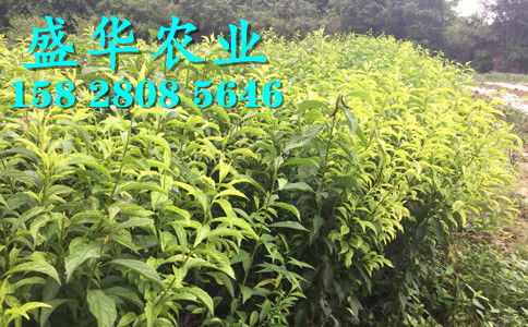 【廣西鳳凰李苗當(dāng)?shù)匦刨囐u家、早熟廣西五月脆李苗產(chǎn)地直銷供應(yīng)。】-