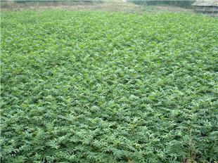 【花椒樹苗價(jià)格米椒花椒樹苗花椒苗用什么嫁接國家優(yōu)質(zhì)品種樹】- 