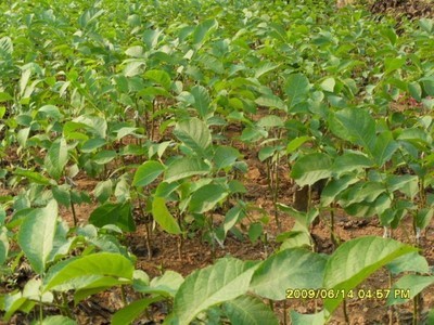 核桃苗-向陽種業種苗-向陽種業種苗 產品展示(陜西種子、陜西苗木、陜西綠化)-金泉網