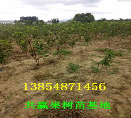 湖南懷化車厘子櫻桃樹苗才賣多少錢 主產區 送貨價格