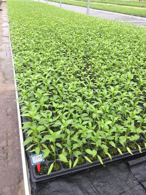 驕傲 和縣工廠化育苗上了央視新聞