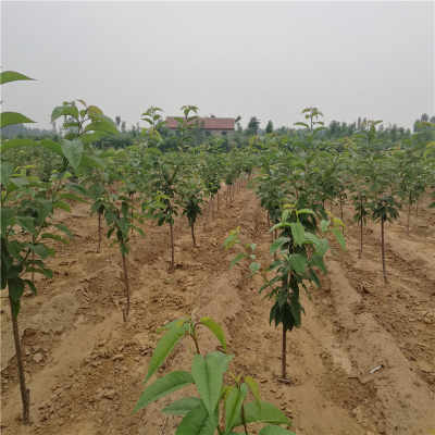 美早櫻桃苗價格與陜西種苗批發指南