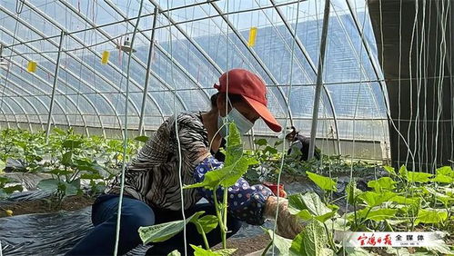 陜西農業示范園 蔬菜輪作一年四季不停歇，種苗引領產業升級