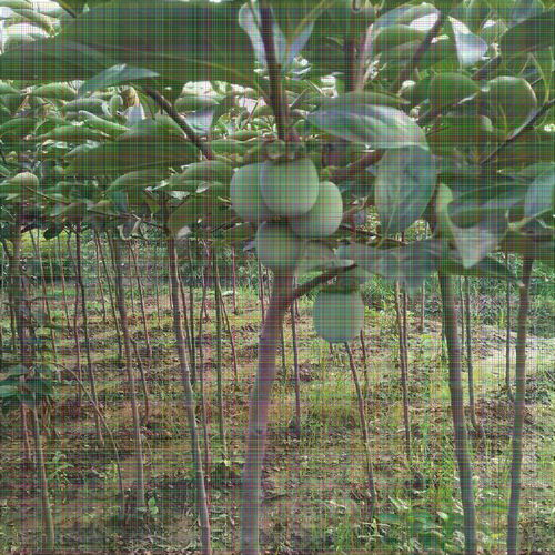 8公分柿子樹 果個大適應(yīng)性強(qiáng)，陜西種苗的優(yōu)選品種