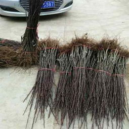 陜西種苗 哈爾濱紅香酥梨樹苗品種齊全，助力果農(nóng)豐收